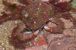 Quel crabe-araignée à Saint-Pierre ? Libinia emarginata ???