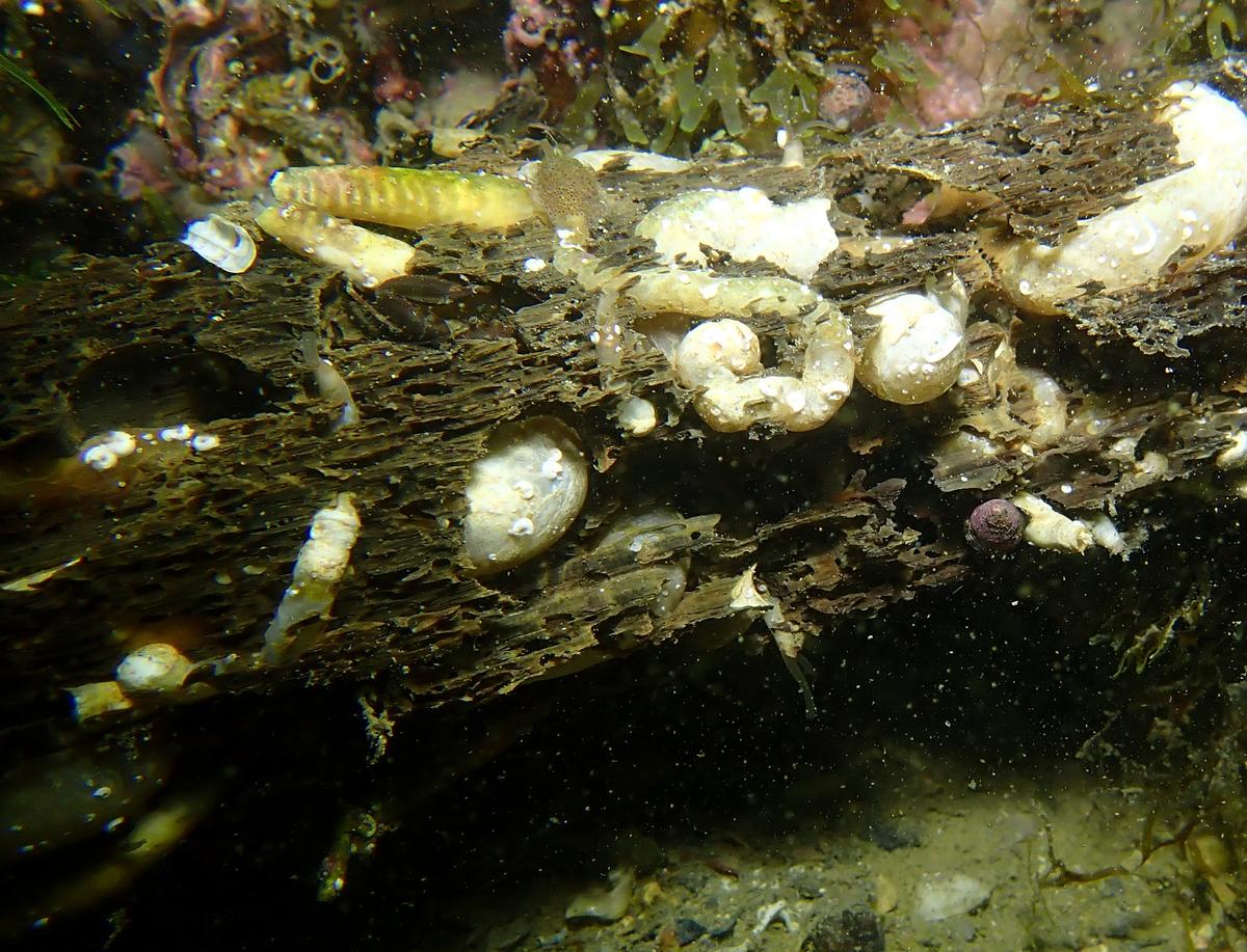 <p>En effet Pascal pour les rhinophores de type pleurobranche... N'ayant pas vu la bestiole sous l'eau, je ne peux pas te dire si les ponctuations...