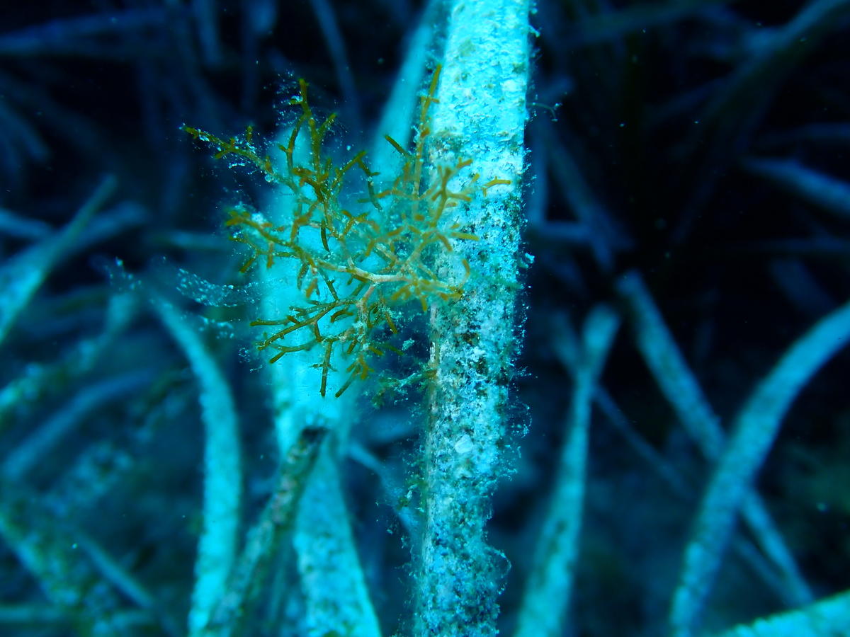 Quel épiphyte ?