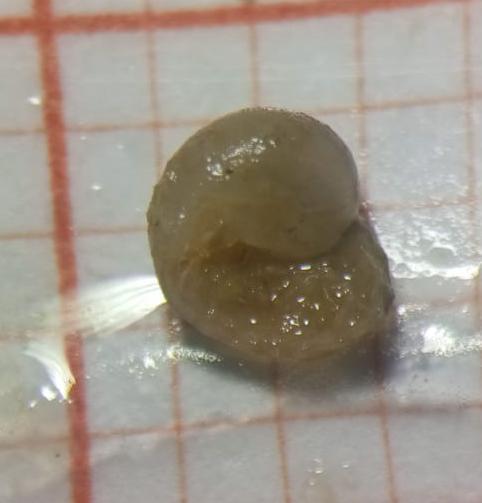 <p>Voici la face ventrale de cet individu avec une échelle</p>