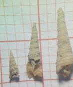 Quel espèce de gastéropode?