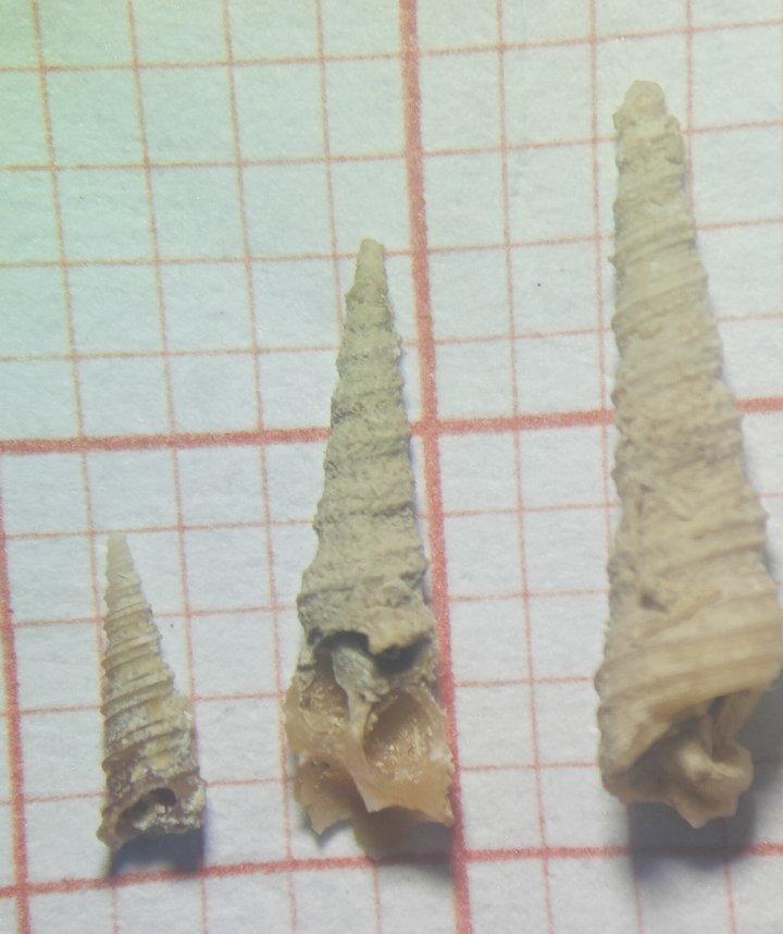 Quel espèce de gastéropode?