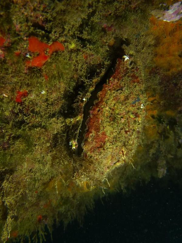 Quel est ce bivalve ?