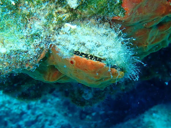 Quel est ce bivalve ?