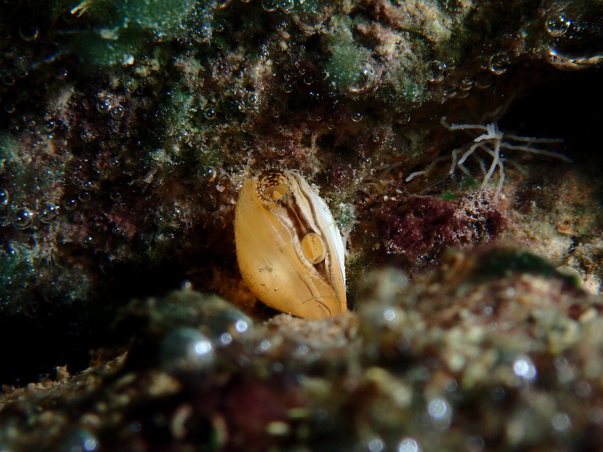 Quel est ce bivalve d'eau douce ?