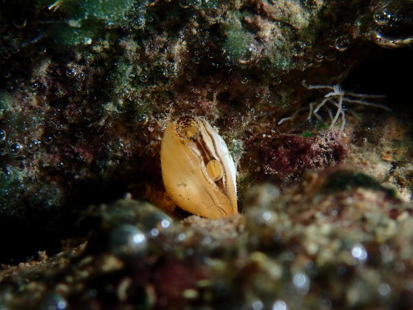 Quel est ce bivalve d'eau douce ?