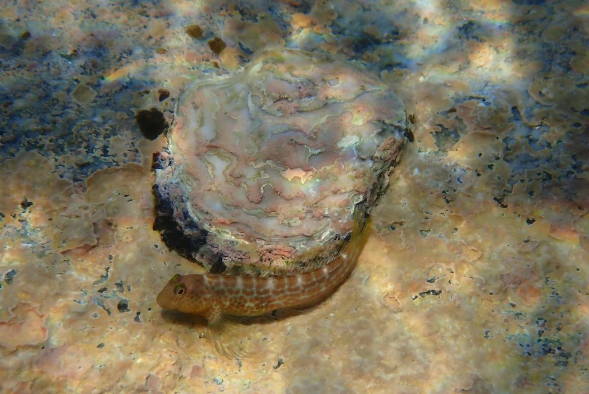 quel est ce Blennie ?