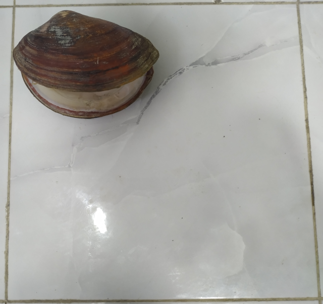 <p>Bonjour Frédéric,</p><p>Merci pour la réponse.</p><p>En effet, je me suis dit aussi que c'était probablement une moule d'eau douce car j'ai dû l...