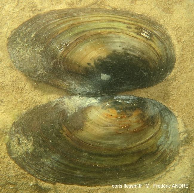 <p>Bonjour Pierre,</p><p>Ta photo m'évoque une moule d'eau douce (voir <a href="https://doris.ffessm.fr/find/species/(name)//(groups)/48895/(zones)...