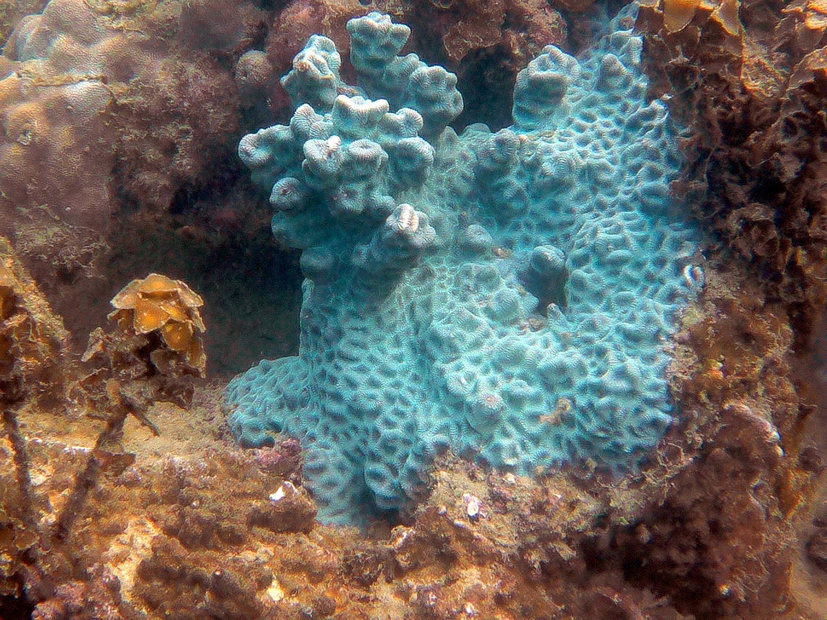 quel est ce corail bleu ?