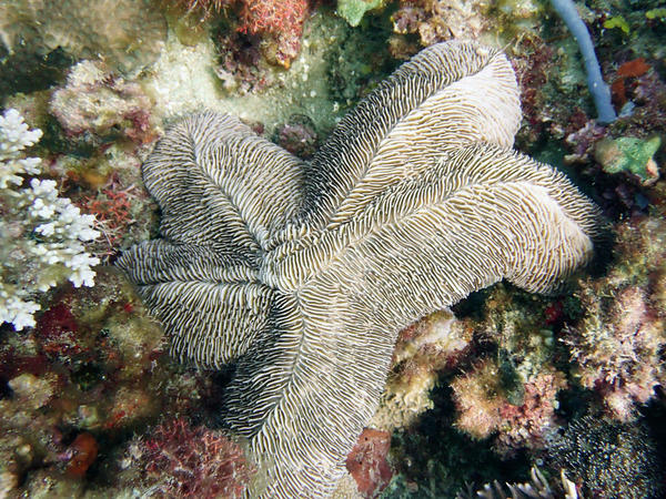 Quel est ce corail "champignon" ?