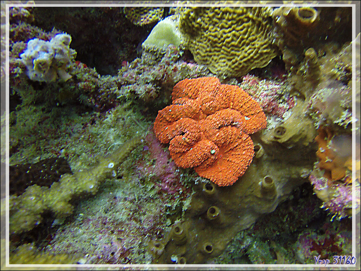Quel est ce corail, ici orange ?