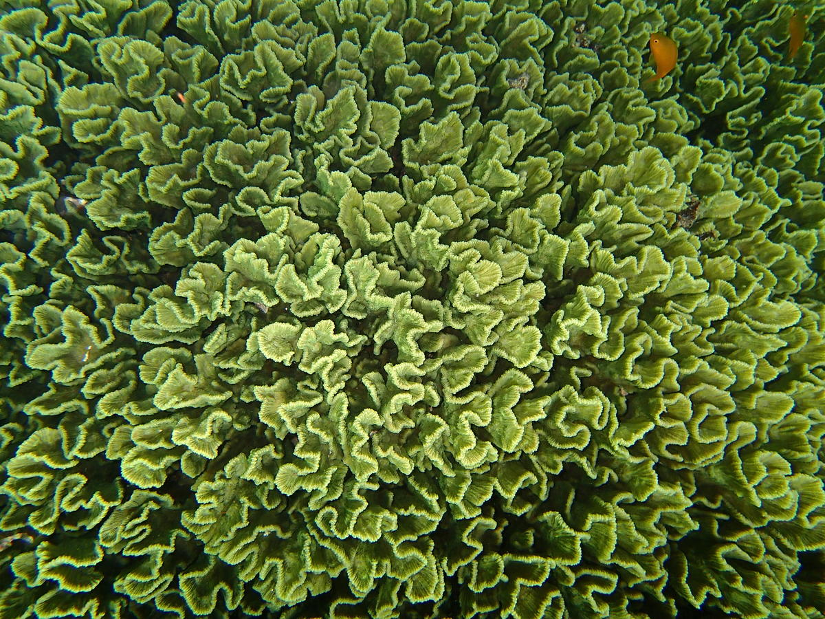 Quel est ce corail lamellaire?