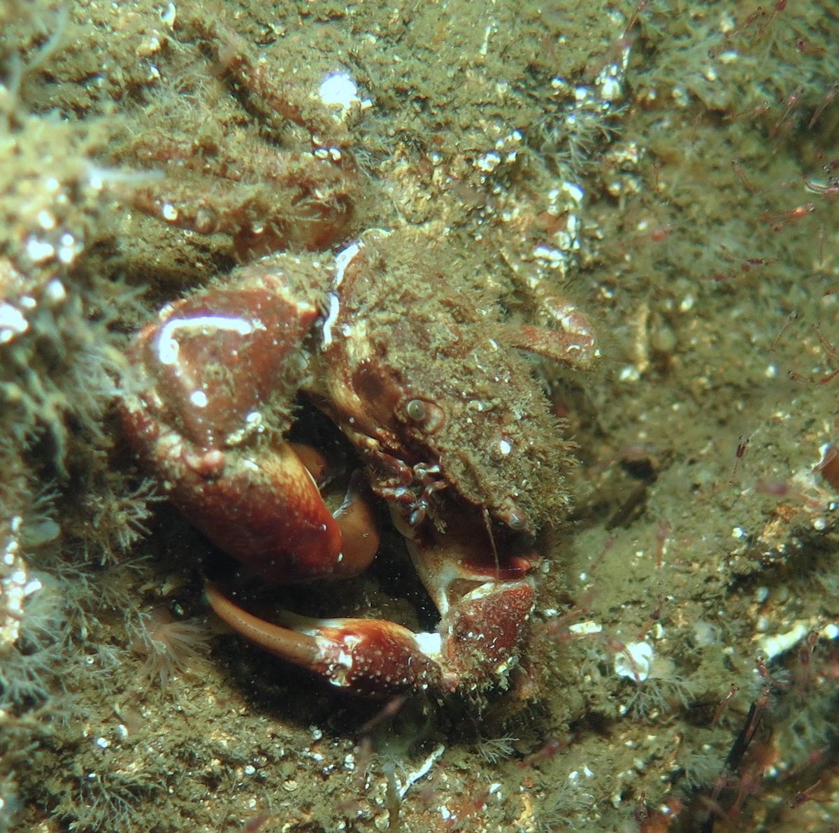 <p>Je pense avoir le même crabe, c est le Pilumnus hirtellus (confirmé par des instructeurs nationaux)</p>