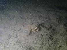 Quel est ce crabe ?
