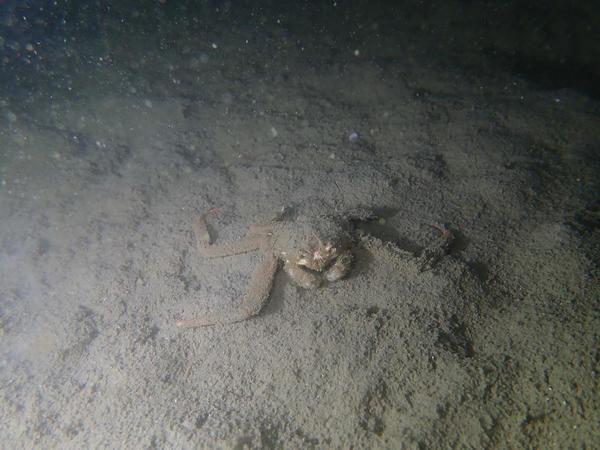 Quel est ce crabe ?