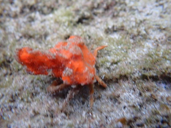 quel est ce crabe croisé en Martinique ?
