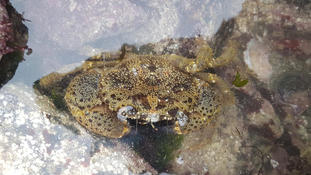 Quel est ce crabe de l'estran finistérien?