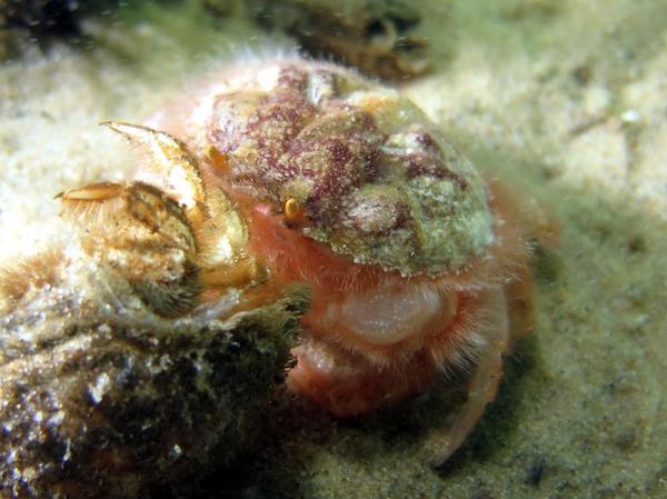 Quel est ce crabe rose et poilu ?
