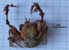 Quel est ce crabe (Ver-Sur-Mer, Manche) ?