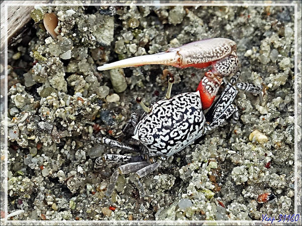 Quel est ce crabe violoniste (Seychelles)