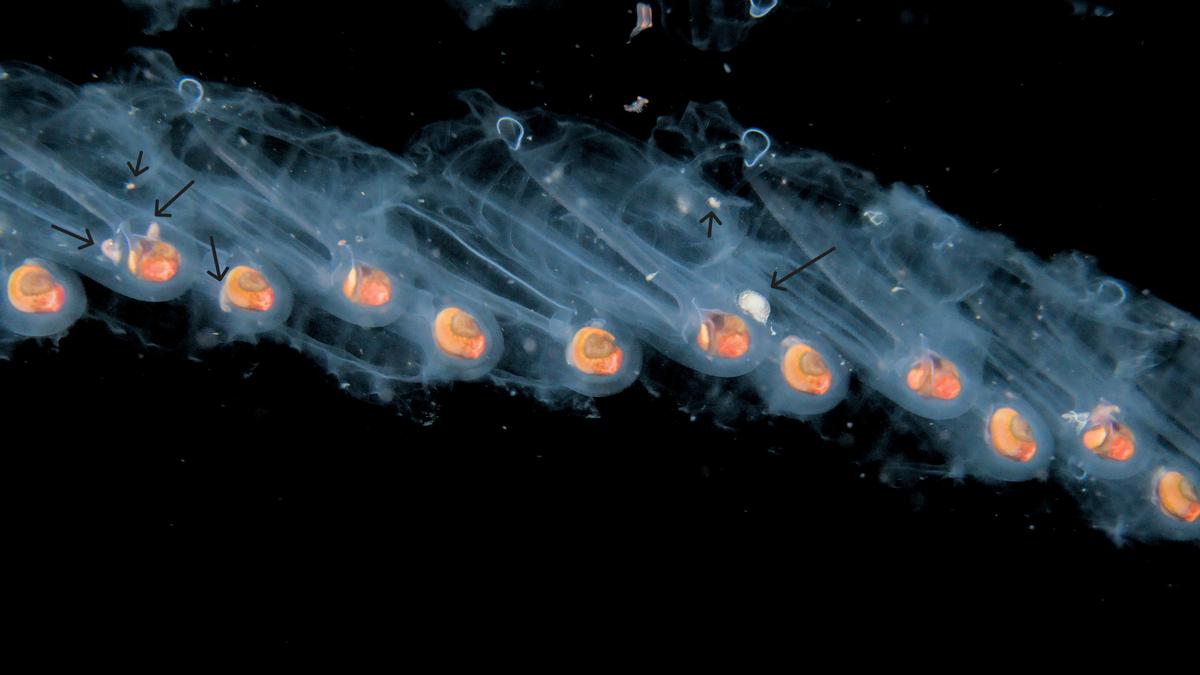 <p>Bonjour Cédric, </p><p>Il est très courant dans le monde du plancton d'avoir des petits amphipodes opportunistes qui profitent de gélatineux de...