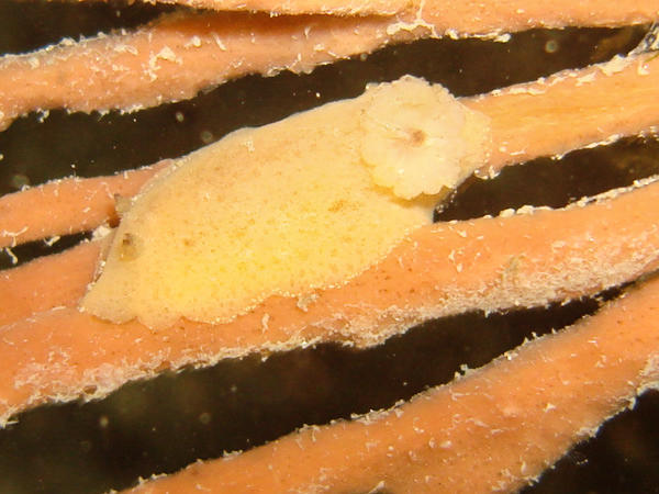 Quel est ce discodoridé ?