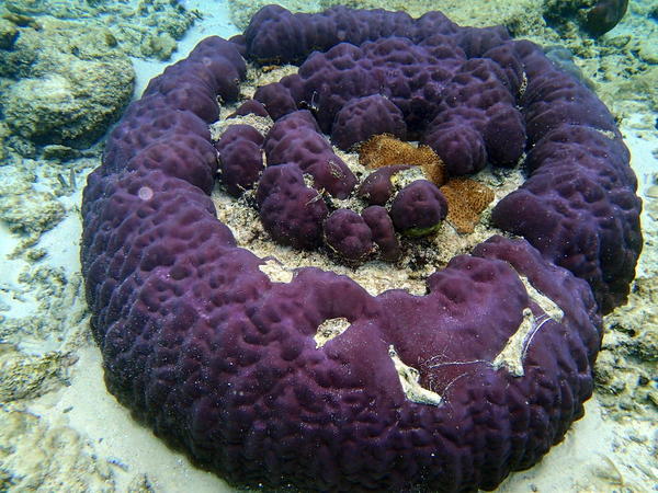 Quel est ce joli corail massif?