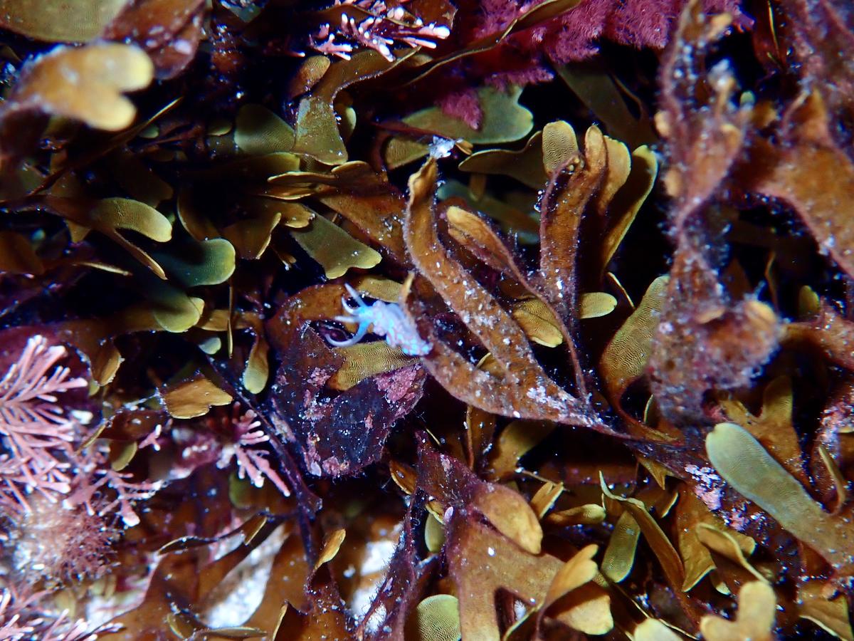 Quel est ce minuscule nudibranche ?