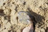 Quel est ce mollusque ?