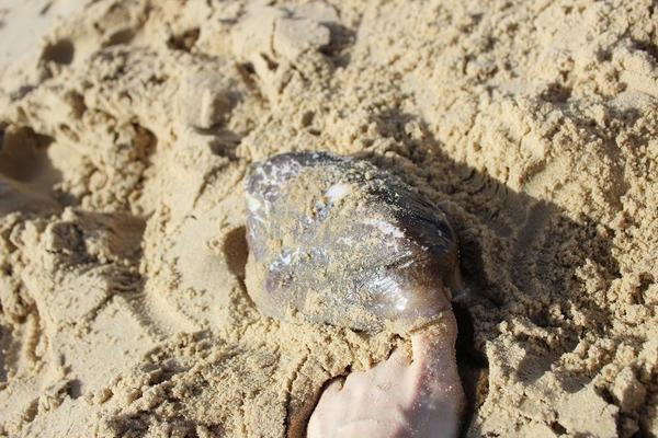 Quel est ce mollusque ?