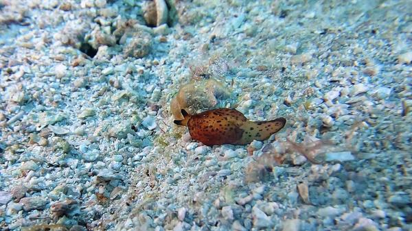 Quel est ce mollusque ?