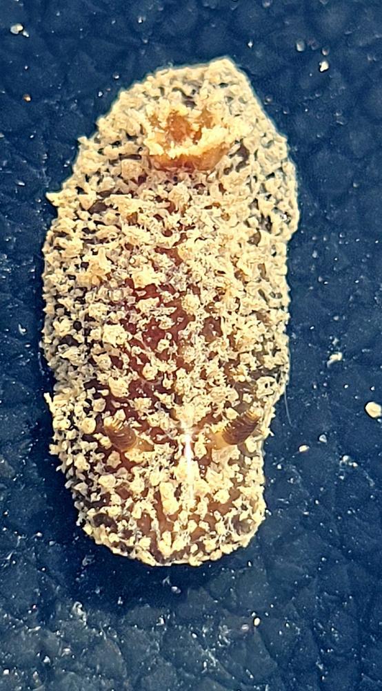 Quel est ce nudibranche de l'estran rochelais ?