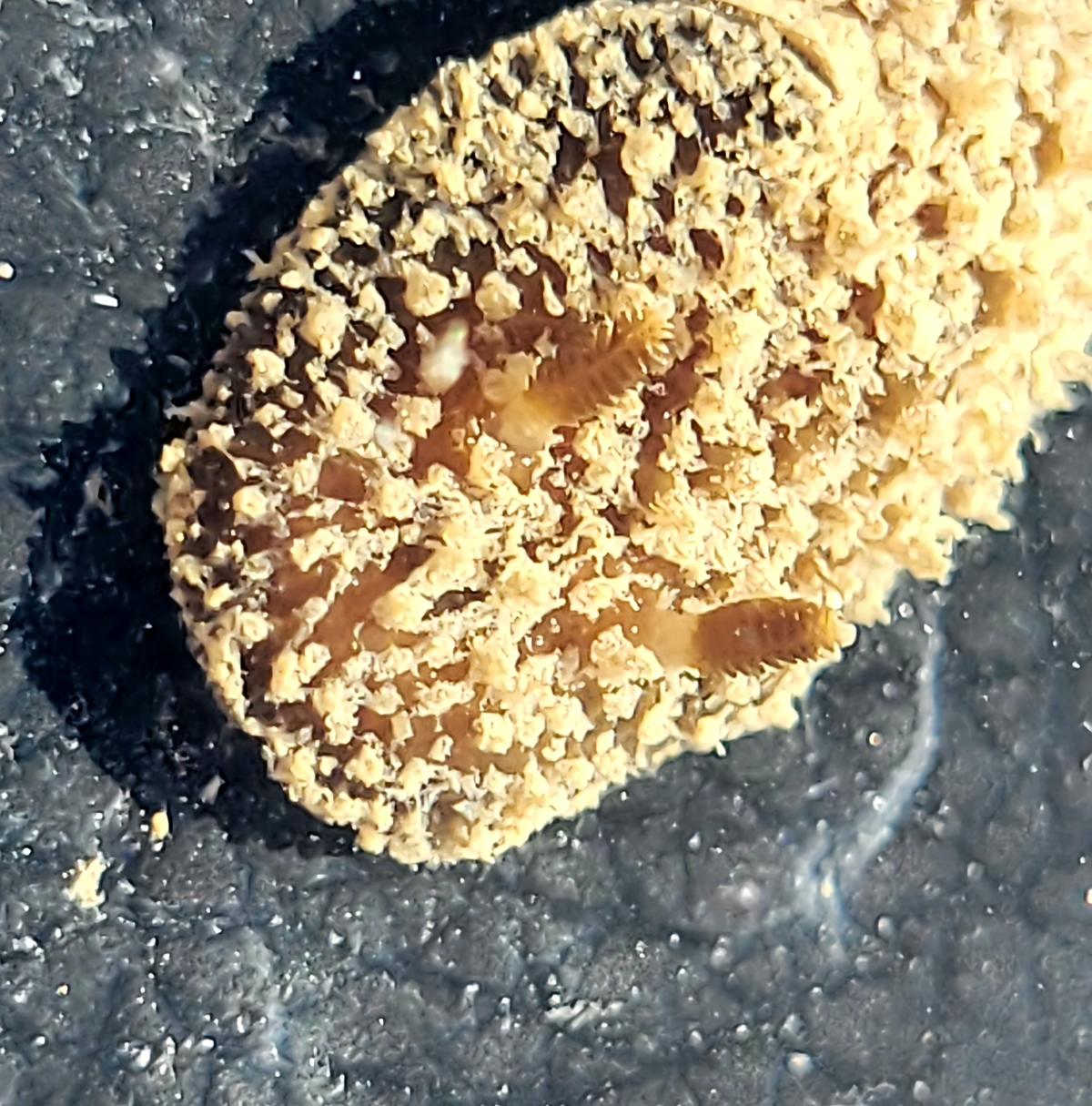 <p>photo complémentaire, détail des rhinophores </p>