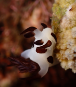 Quel est ce Nudibranche (Réunion)