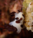 Quel est ce Nudibranche (Réunion)