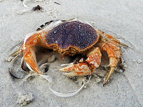 Quel est ce petit crabe trouvé sur une plage des Malouines ?