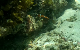 Quel est ce petit poisson orange et blanc ?