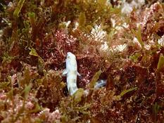 Quel est ce petit poisson très fin et cachant une longue queue ?