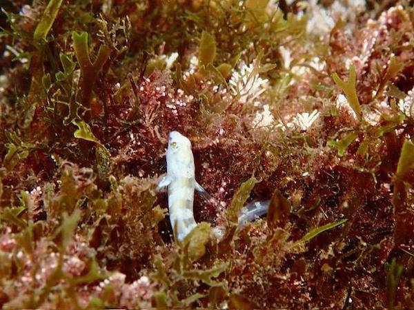 Quel est ce petit poisson très fin et cachant une longue queue ?