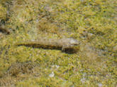 Quel est ce poisson ?