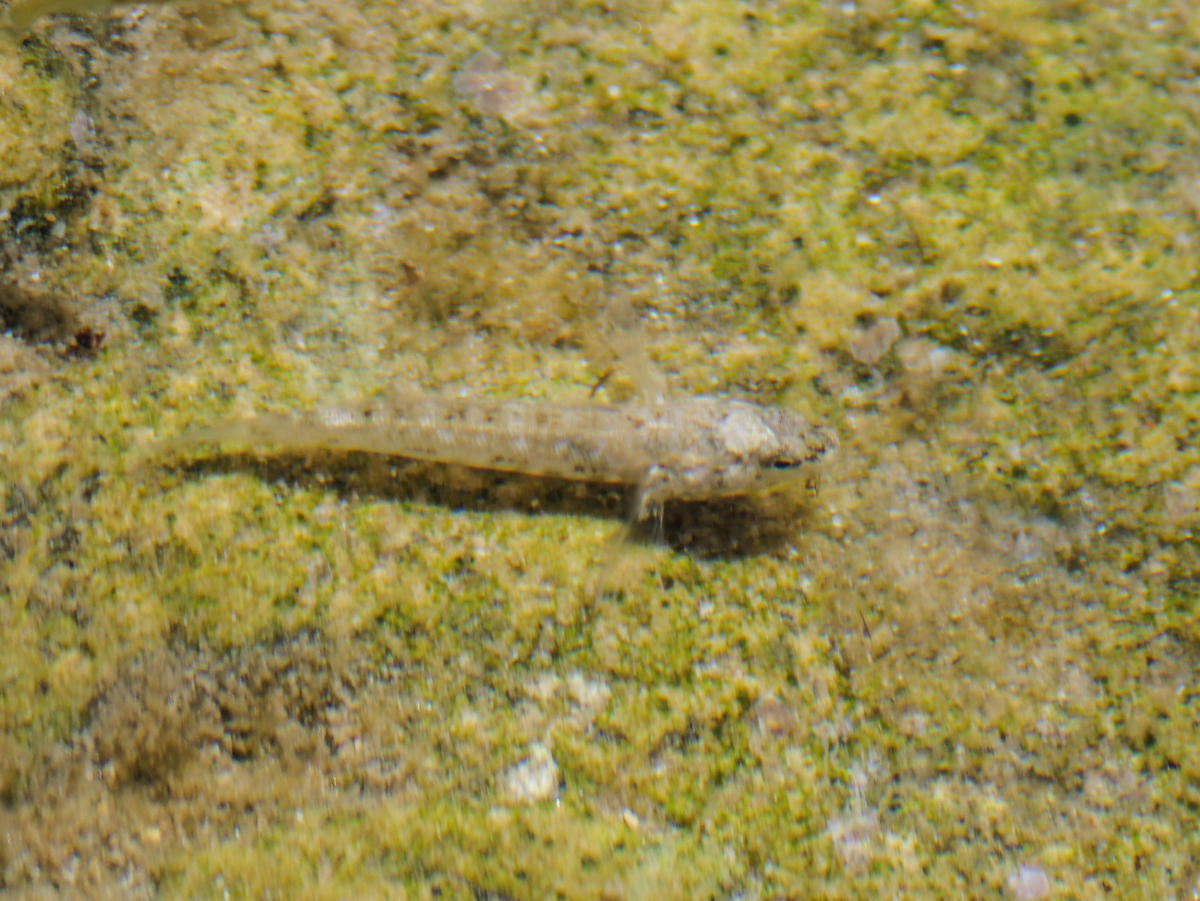 Quel est ce poisson ?