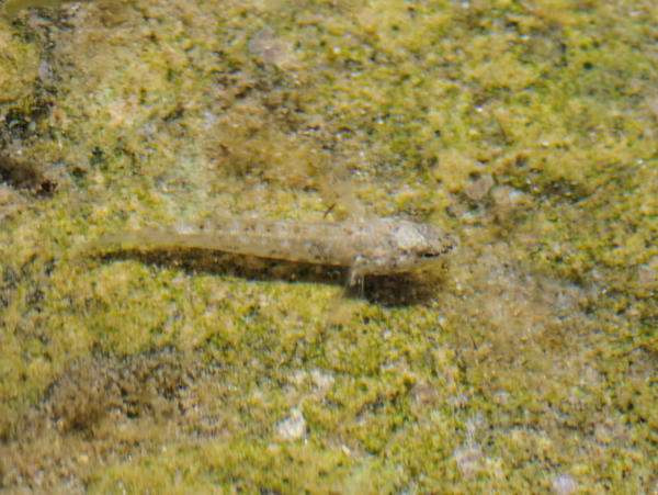 Quel est ce poisson ?