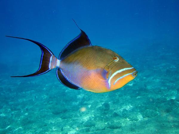 Quel est ce poisson ?