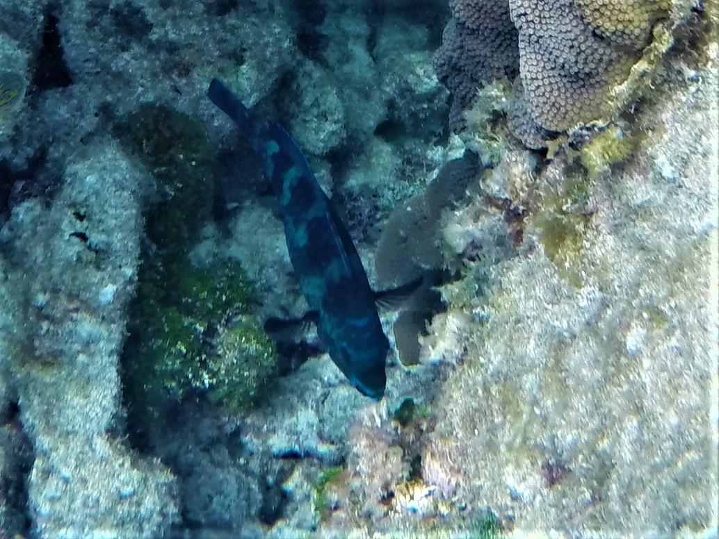 <p>On dirait qu'il exsiste un poisson de même morphologie à la couleur différente que j'ai photographié au même endroit</p>