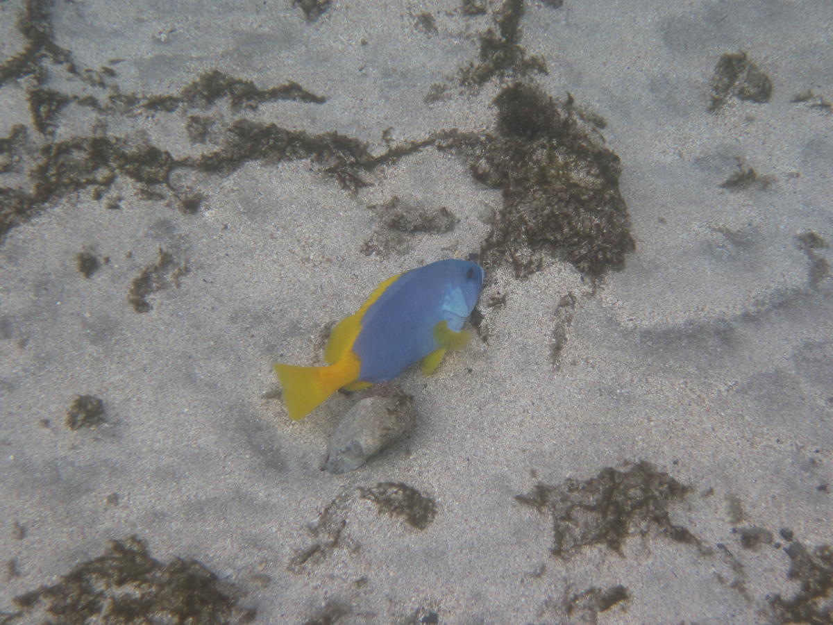 Quel est ce poisson?