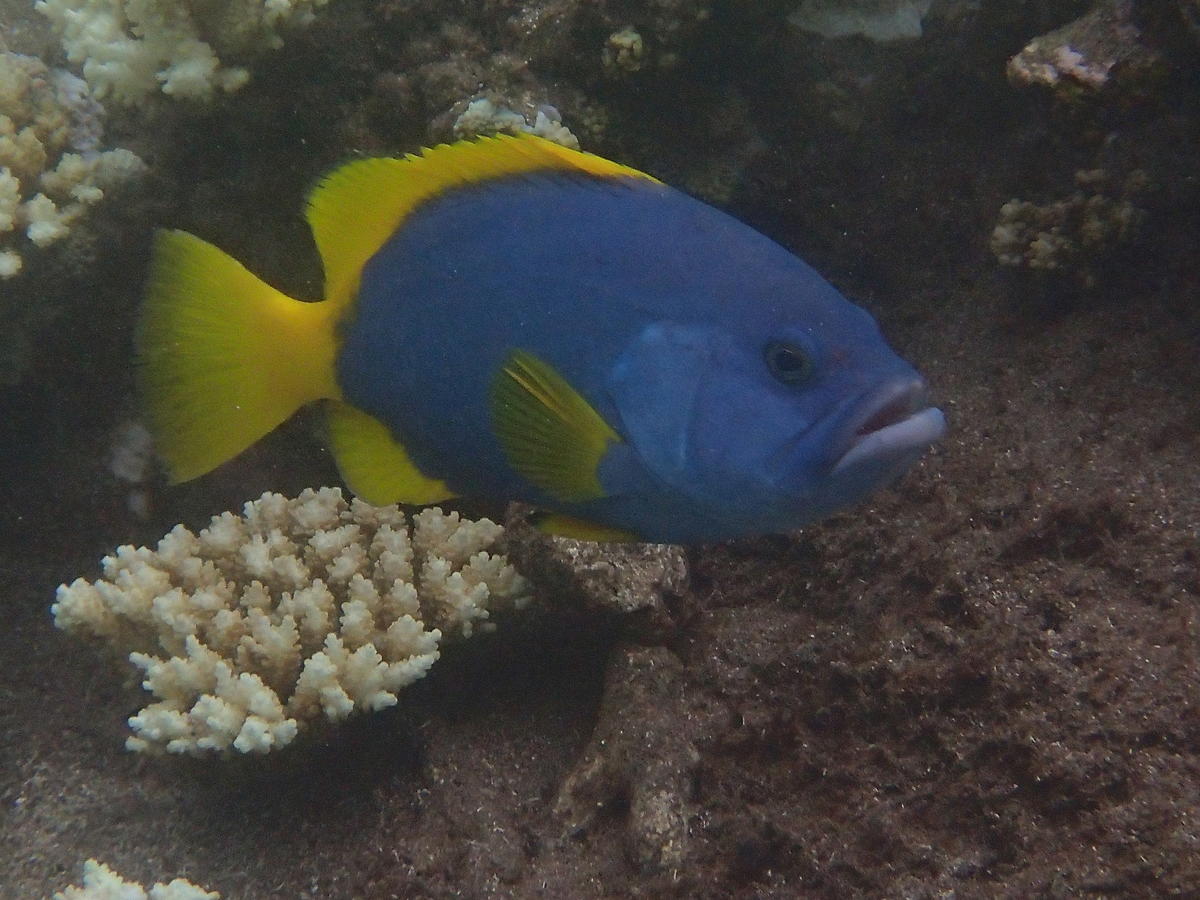 <p>Bonjour,</p><p>Ayant pu observer ce poisson dans le lagon de St Pierre (Réunion) également, je peux proposer une photo en plus gros plan. </p><p...