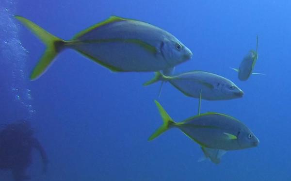 Quel est ce poisson ?