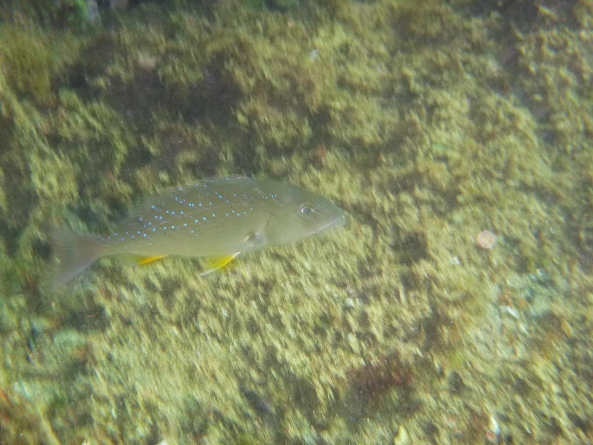 Quel est ce poisson ?