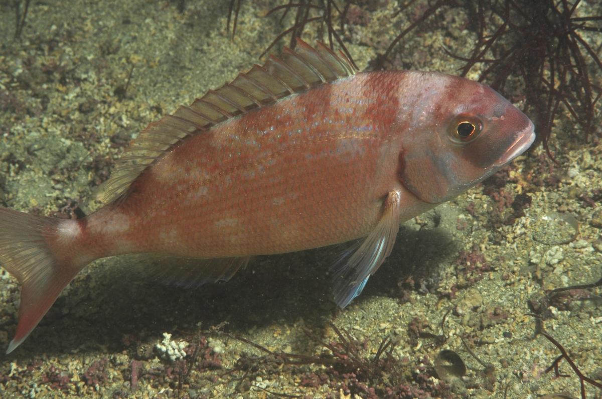 Quel est ce poisson?